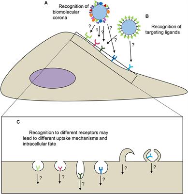 Disentangling Biomolecular Corona Interactions With Cell Receptors and Implications for Targeting of Nanomedicines